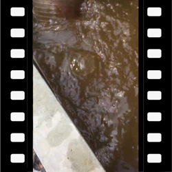 气液固三相混送,容积性输送泵